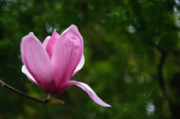 Красивый цветущий цветок магнолии — стоковое фото