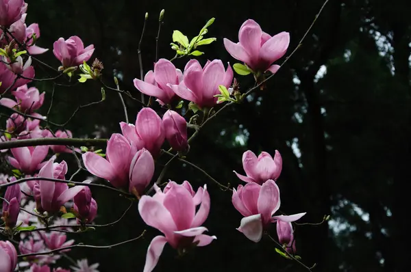 Bela flor de magnólia florescendo — Fotografia de Stock