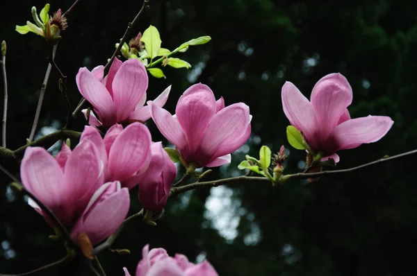 Hermosa flor magnolia flor — Foto de Stock
