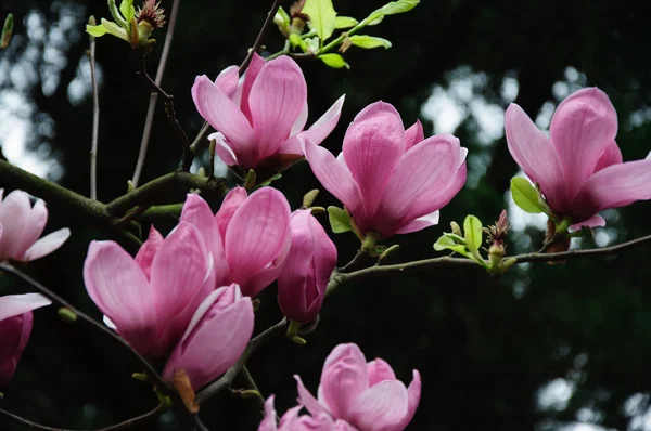 Mooie bloeiende magnolia bloem — Stockfoto