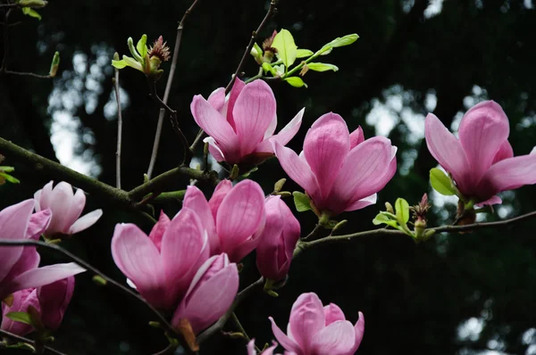 Vackra blommande magnolia blomma — Stockfoto