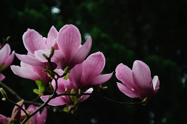 Beautiful blooming magnolia flower — Stock Photo, Image