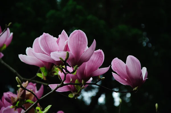 Mooie bloeiende magnolia bloem — Stockfoto