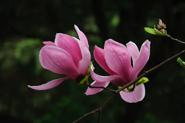 Belle fleur de magnolia en fleurs — Photo