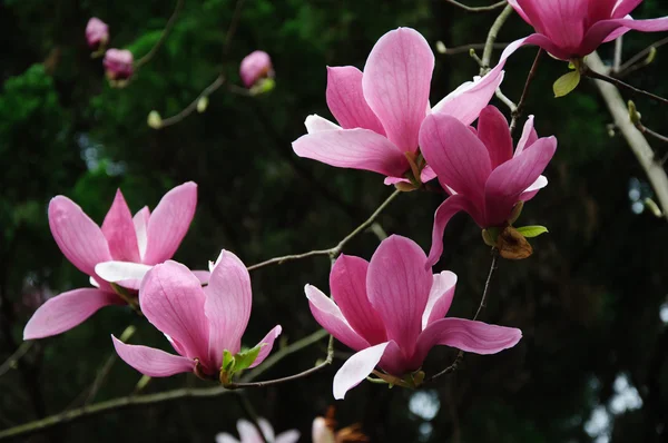 Schöne blühende Magnolienblüte — Stockfoto