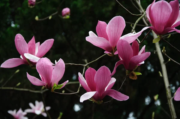 Mooie bloeiende magnolia bloem — Stockfoto