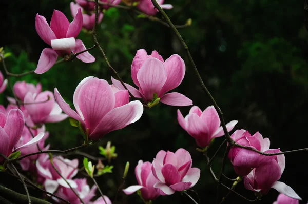 Schöne blühende Magnolienblüte — Stockfoto