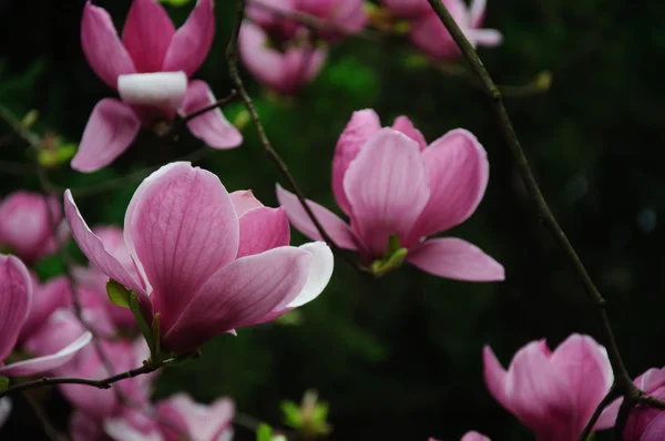 Mooie bloeiende magnolia bloem — Stockfoto