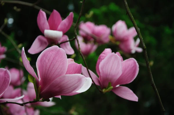 Mooie bloeiende magnolia bloem — Stockfoto