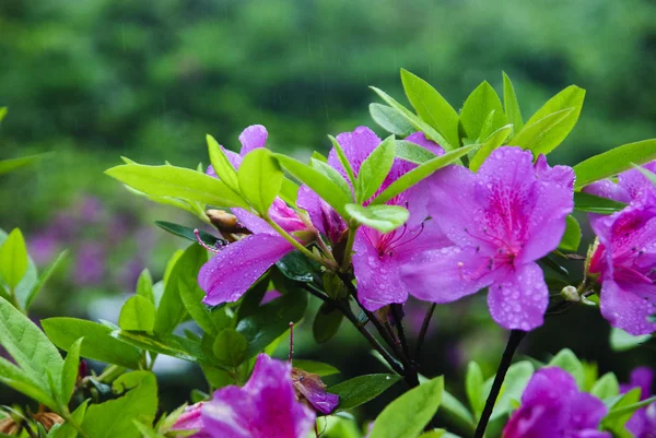 Blossoming azalea flowers in garden — Stock Photo, Image