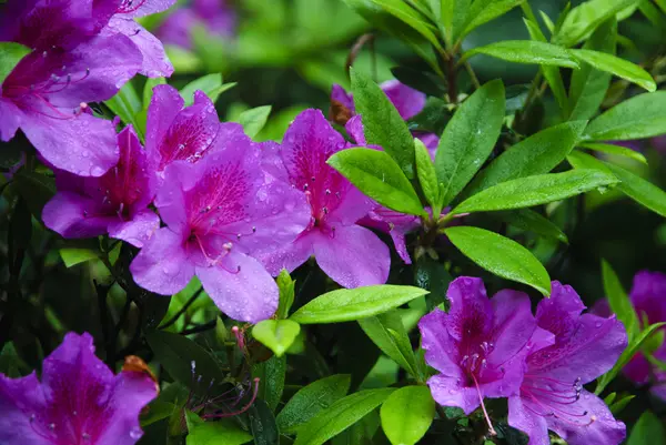 Blossoming azalea flowers in garden — Stock Photo, Image