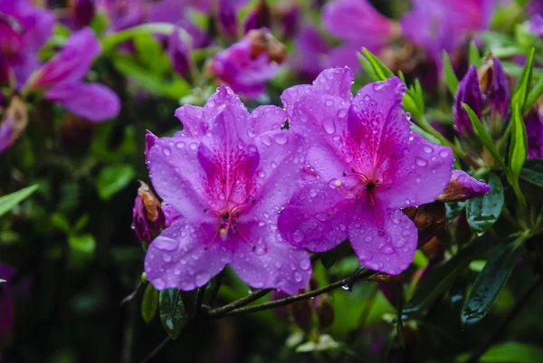 Blossoming azalea flowers in garden — Stock Photo, Image