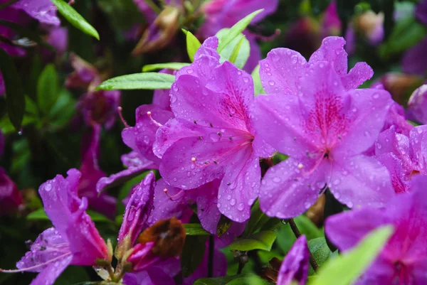 Blossoming azalea flowers in garden — Stock Photo, Image