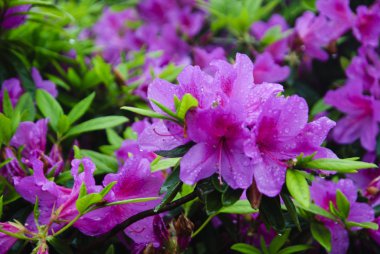 Çiçek açması açelya Çiçek bahçesinde