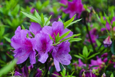 Çiçek açması açelya Çiçek bahçesinde