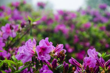 Çiçek açması açelya Çiçek bahçesinde