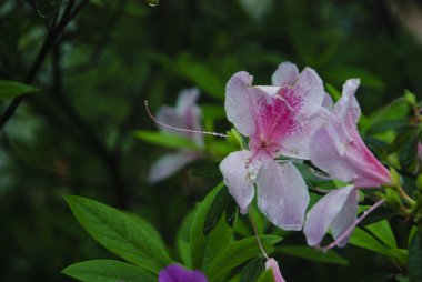 Çiçek açması açelya Çiçek bahçesinde