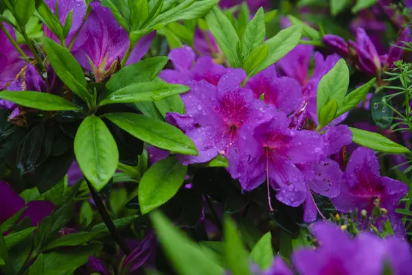 Blossoming azalea flowers in garden — Stock Photo, Image