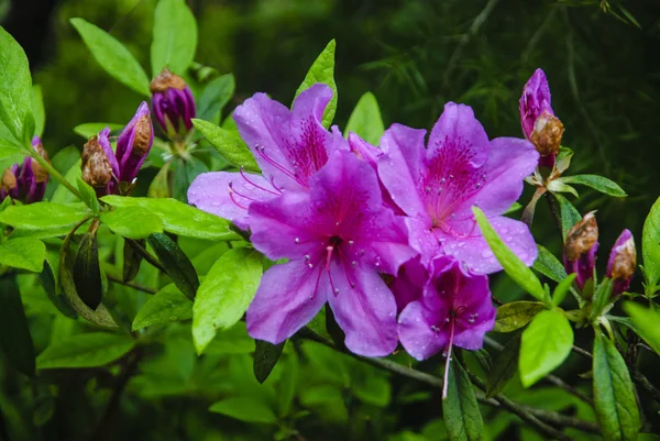 Blossoming azalea flowers in garden — Stock Photo, Image