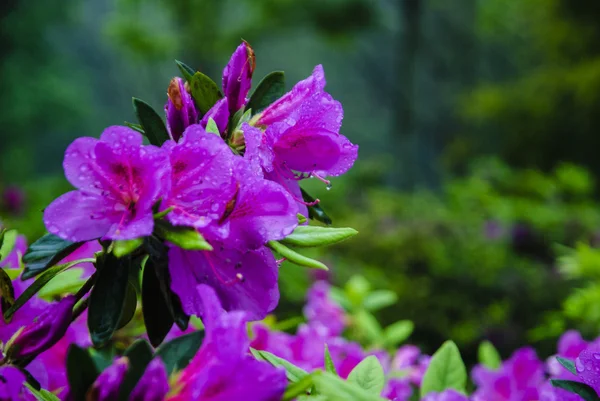 Blossoming azalea flowers in garden — Stock Photo, Image