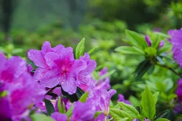 Blommande azalea blommor i trädgården — Stockfoto