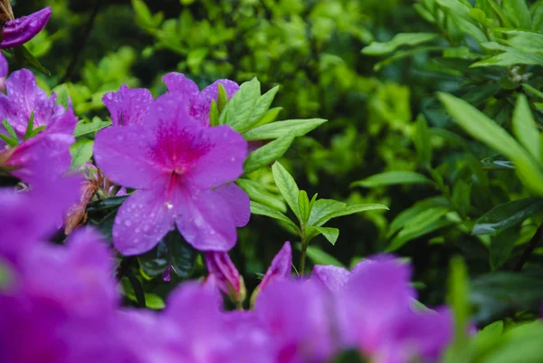 Цветущие азалии цветы в саду — стоковое фото