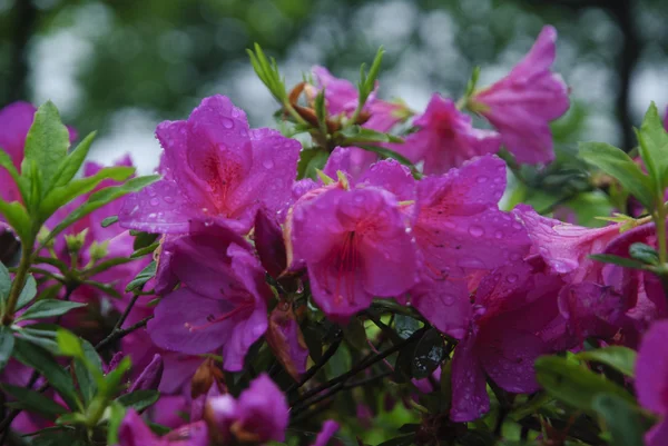 Blossoming azalea flowers in garden — Stock Photo, Image