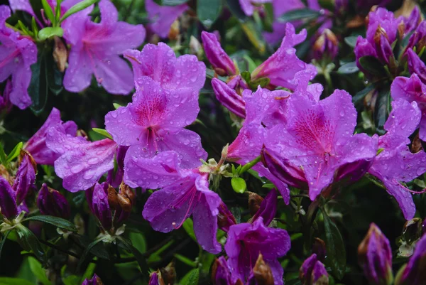 Blossoming azalea flowers in garden — Stock Photo, Image