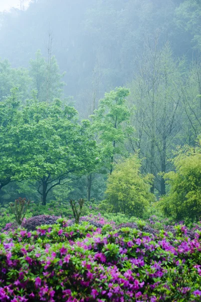 Blommande azalea blommor i trädgården — Stockfoto