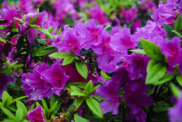 Blossoming azalea flowers in garden — Stock Photo, Image