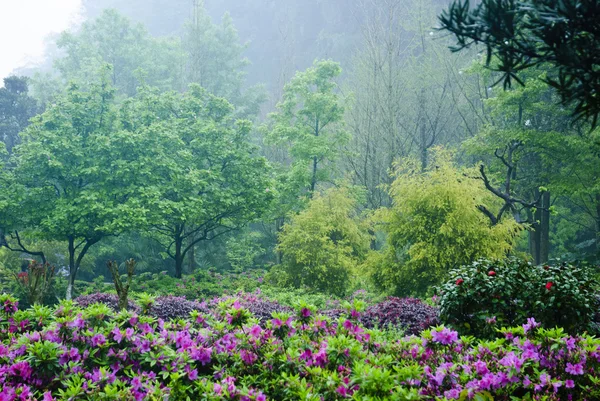 Blommande azalea blommor i trädgården — Stockfoto