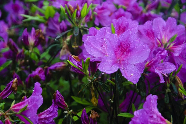 Blossoming azalea flowers in garden — Stock Photo, Image