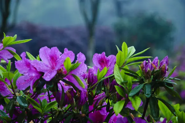 Fleurs azalées florissantes dans le jardin — Photo