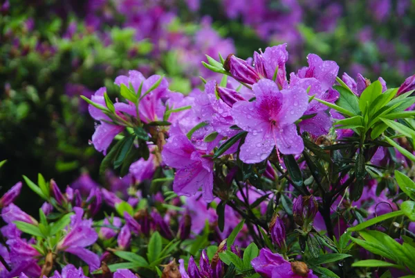 Blossoming azalea flowers in garden — Stock Photo, Image