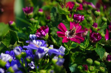 Güzel çiçek cineraria Çiçek bahçesinde
