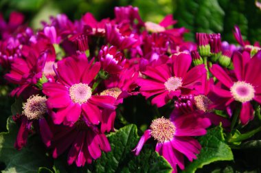 Güzel çiçek cineraria Çiçek bahçesinde