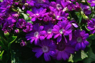 Güzel çiçek cineraria Çiçek bahçesinde