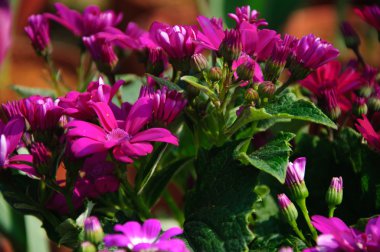 Güzel çiçek cineraria Çiçek bahçesinde