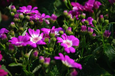 Güzel çiçek cineraria Çiçek bahçesinde