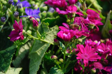 Güzel çiçek cineraria Çiçek bahçesinde