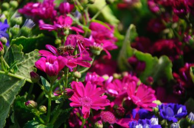 Güzel çiçek cineraria Çiçek bahçesinde