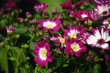 Güzel çiçek cineraria Çiçek bahçesinde