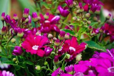 Güzel çiçek cineraria Çiçek bahçesinde