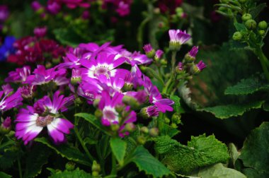 Güzel çiçek cineraria Çiçek bahçesinde