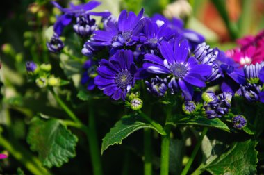 Güzel çiçek cineraria Çiçek bahçesinde