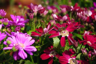 Güzel çiçek cineraria Çiçek bahçesinde