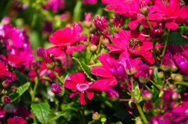 Güzel çiçek cineraria Çiçek bahçesinde