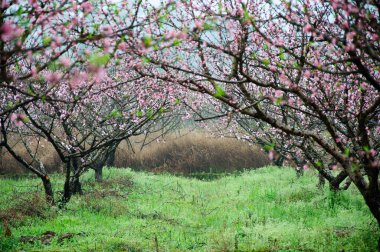 Güzel çiçekler bahar mevsiminde şeftali çiçek açması