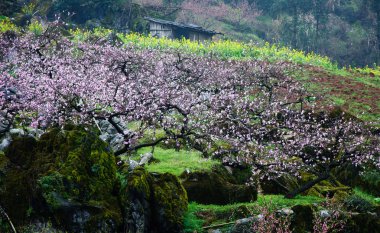 Güzel çiçekler bahar mevsiminde şeftali çiçek açması