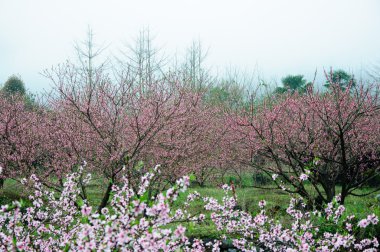Güzel çiçekler bahar mevsiminde şeftali çiçek açması